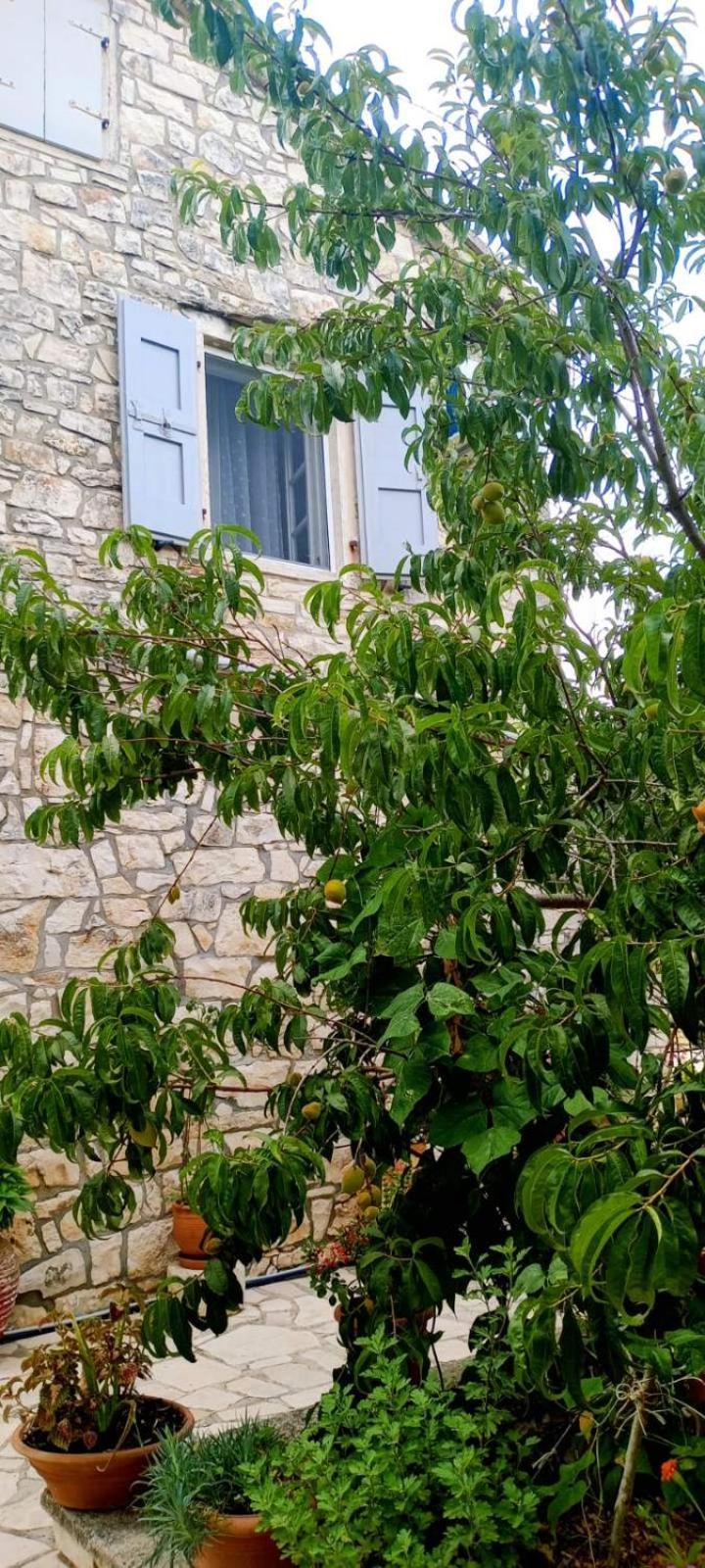 Villa Makris Zenempisatika Εξωτερικό φωτογραφία